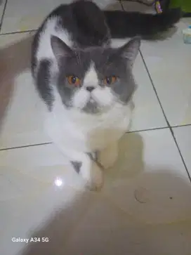 Ready adopt BSH exotic shothair bicolor