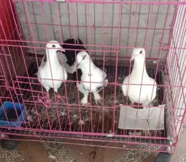 Burung merpati pos