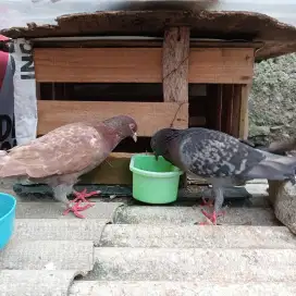 Burung Dara Sepasang Sejodoh