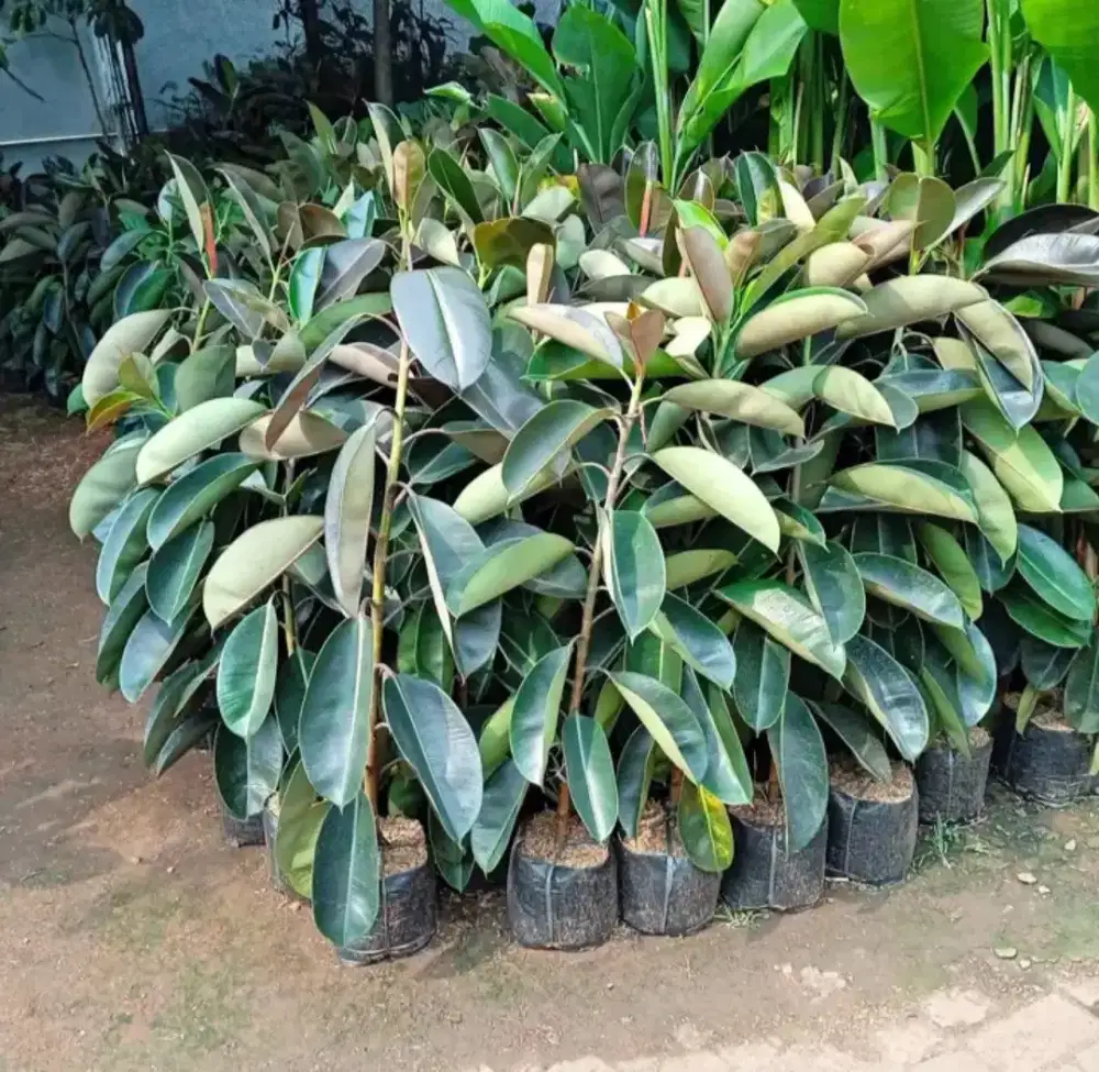 Pohon karet kebo tinggi 1mtr lebih