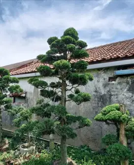 Pohon cemara pua pua bonsai / bonsai cemara pua pua