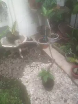 Bibit jambu air dalhari