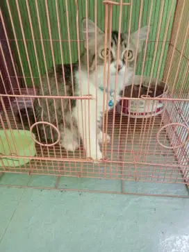 Hewan pliharaan kucing anggora