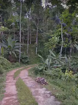 Tanah subur siap ditanami di temanggung jawa tengah