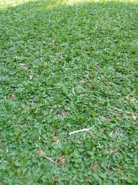 Rumput gajah mini/taman