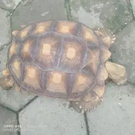 Kura-kura Sulcata 30 cm