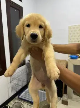 Anjing pure golden retriever puppy stambum