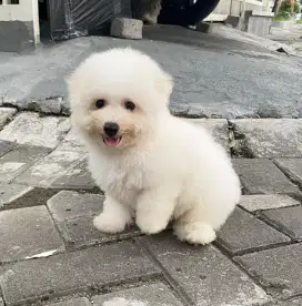 Bichon jantan bagus lucu