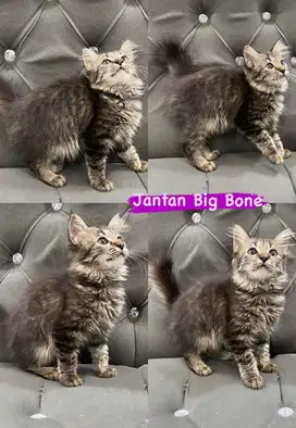 Kitten jantan tabby