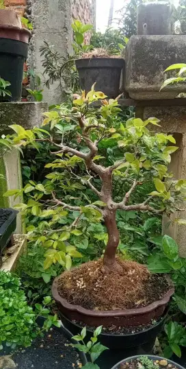 Bonsai anggur brazil kupalanda