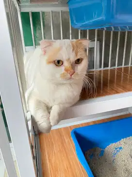 Adopsi scotish fold munchkin