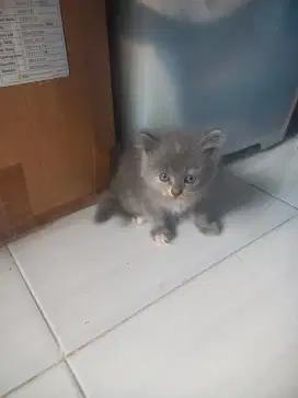 Kucing anggora jantan dan betina