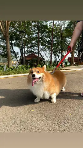 Open Pacak Stud Kawin Pejantan Pembroke Welsh Corgi Jantan Big Bone