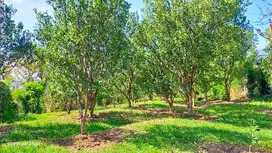 Dijual Murah Kebun Jeruk Siap Panen di Gading Kulon Dau