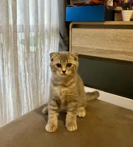 Scottish Fold - Straight