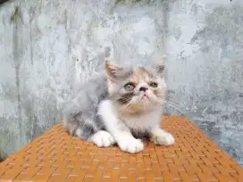 Kucing kitten shorthair