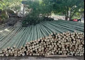 Jual bambu stger dan kaso