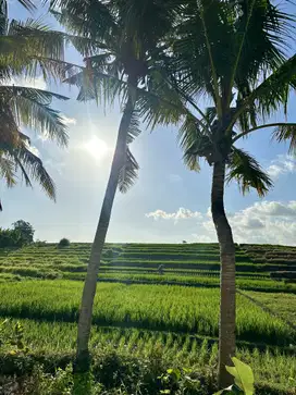 LAND FOR SALE KEDUNGU RICEFIELD VIEW SUROUND