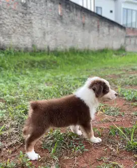 FOR SALE PUPPIES AUSTRALIAN SHEPHERD BLOODLINE IMPORT