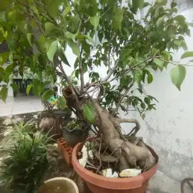 Tanaman Bonsai Beringin