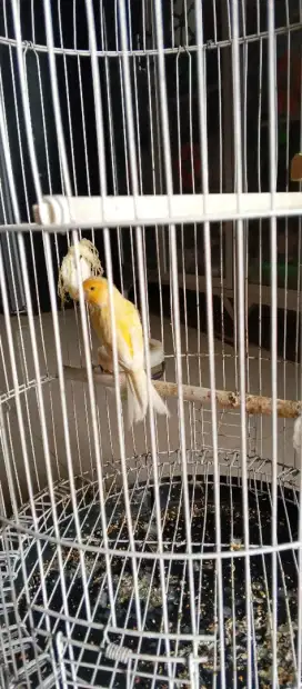 Kenari dan love bird