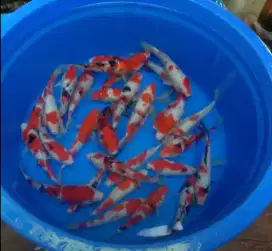 Sedia ikan koi 20cm paket 50 ekor