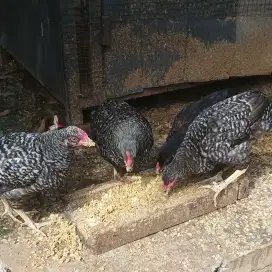 Ayam Ras Petelur Impor X Kub Umur 2.5 Bulan