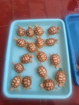 Kura darat Sulcata super surabaya