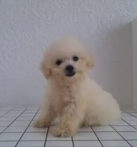 Puppy Tiny Toy Poodle (White)