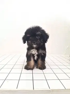 Tiny Toy Poodle (Silver Phantom)