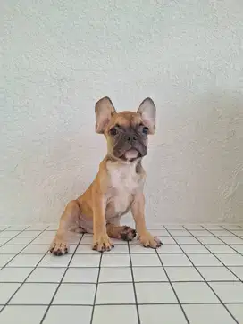 Frenchie Puppy very cute