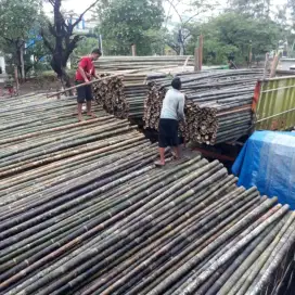 Jual bambu 6 meter