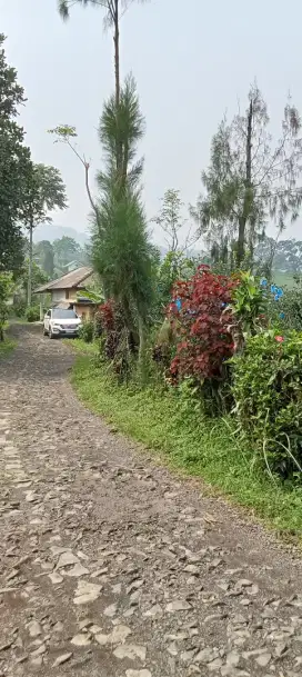 Kebun apel siap petik di jual .view bagus udara asri pegunungan adem