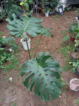 Tanaman Monstera King