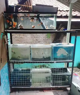 Aquarium Dan Rak 3 Tingkat Jual Cepat Murah