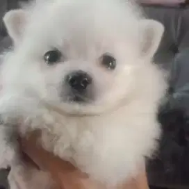 Anak anjing mini pomeranian