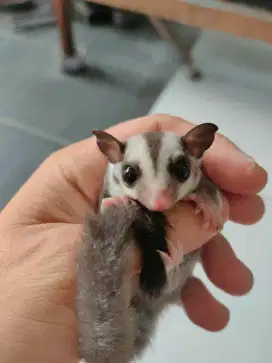 Sg sugar glider joey grey het leu