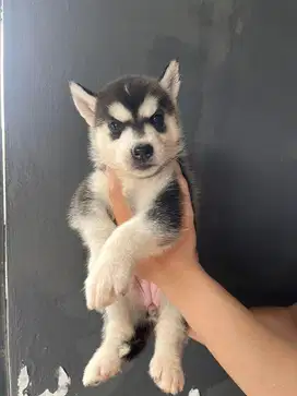 Siberian husky female 2 months