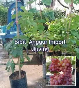 Bibit Anggur import Juviter Tinggi 50 cm