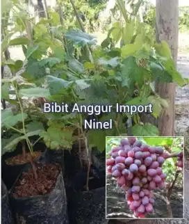 Bibit Anggur Import Ninel Tinggi 50 cm