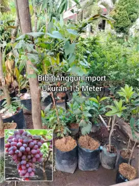 Bibit Anggur Import Tinggi 1 Meter +