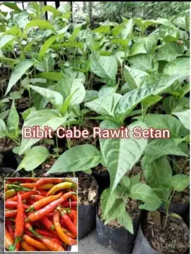 Bibit Cabe Setan Polybag Berbagai Ukuran