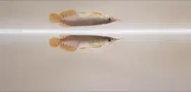 Arowana Super Red Baby SR Arwana