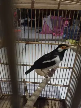 Burung jalak suren