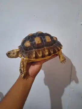 SULCATA TIGER CB INDO LONGKEEP 19-20CM±