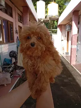 open adopt anakan poodle jantan