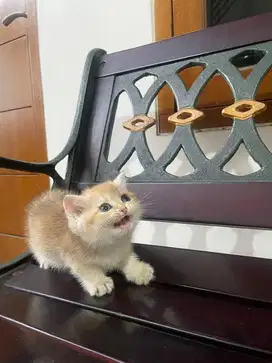 Kitten bsh golden