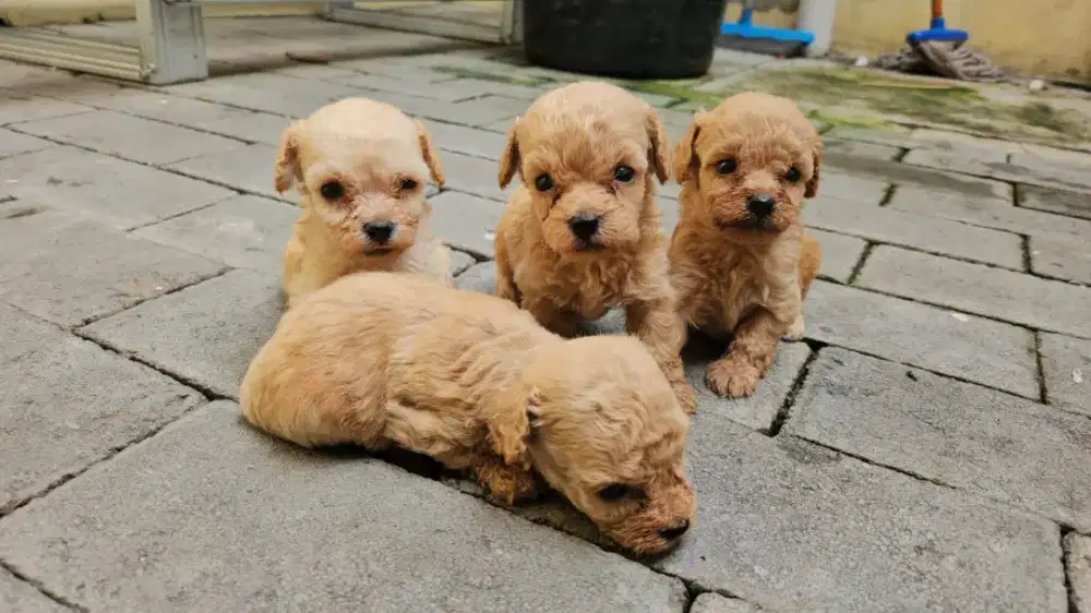 ANJING TOY POODLE MINI SUDAH READY
