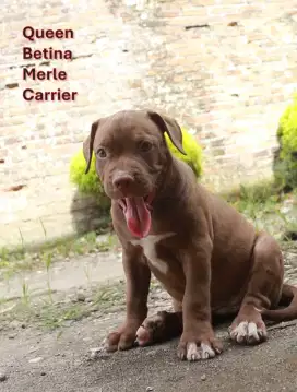 Pitbull Betina Merle carrier