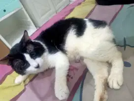 Kucing jantan mixdown umur 9 bln